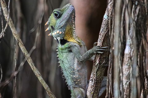 Mossman Gorge Adventure Day - New Castle Holiday 3