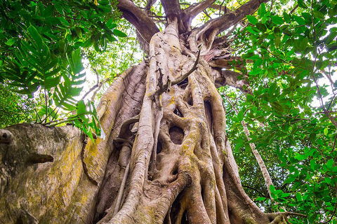 Mossman Gorge Adventure Day - New Castle Holiday 5