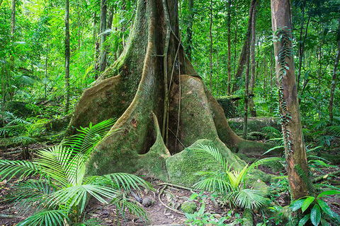 Mossman Gorge Adventure Day - New Castle Holiday 1
