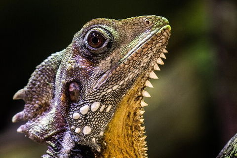 Cairns Aquarium By Twilight With 3 Course Dinner - New Castle Holiday 5