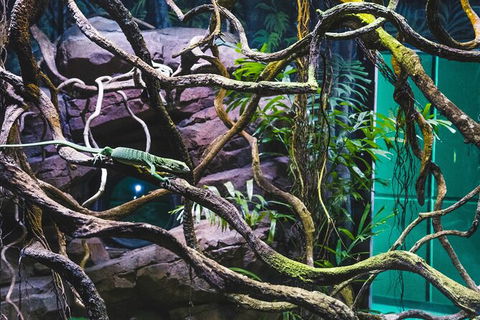 Cairns Aquarium By Twilight With 3 Course Dinner - New Castle Holiday 8