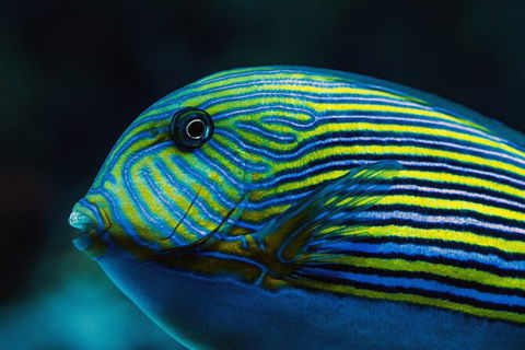 Cairns Aquarium By Twilight With 3 Course Dinner - New Castle Holiday 4