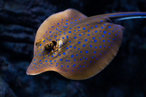 Cairns Aquarium Tour By Twilight With Drink And Appetiser - New Castle Holiday 5