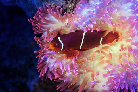 Cairns Aquarium Tour By Twilight With Drink And Appetiser - New Castle Holiday 2