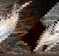 Small-Group Kangaroo Island 4WD Night Tour - New Castle Holiday