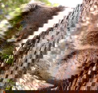 Kangaroo Island Luxury Small Group 'Island Life' Full Day Tour - New Castle Holiday