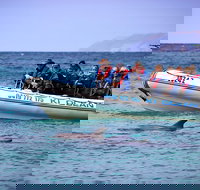 Kangaroo Island 75-Minute Ocean Safari - New Castle Holiday