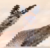 Kangaroo Island Luxury Small Group 'East End Explorer' Full Day Tour - New Castle Holiday