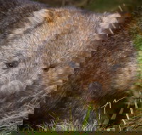 Cradle Mountain Wildlife Spotting after Dark - New Castle Holiday