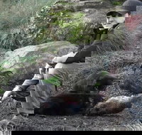 After Dark Tasmanian Devil Feeding Tour at Cradle Mountain - New Castle Holiday