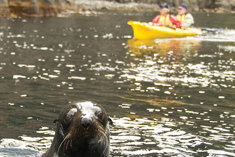 Tasman Peninsula Full Day Kayaking Tour - New Castle Holiday 1