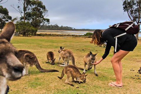 4-Day Fabulous Tasmania Tour: Wineglass Bay, Port Arthur, Devils & Bruny Island - New Castle Holiday 5