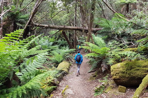 Mt. Wellington Morning Hike + Afternoon Beer & History Walk - New Castle Holiday 7