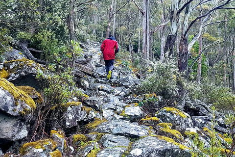 Mt. Wellington Morning Hike + Afternoon Beer & History Walk - New Castle Holiday 8