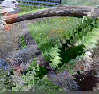 1-Hour Tasmanian Devil Feeding Day Tour at Cradle Mountain - New Castle Holiday
