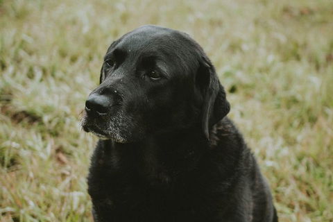 Daylesford Private, Corporate, Group Wine Tours: Wine, Cider, Gin, Vodka, Port! - New Castle Holiday 4