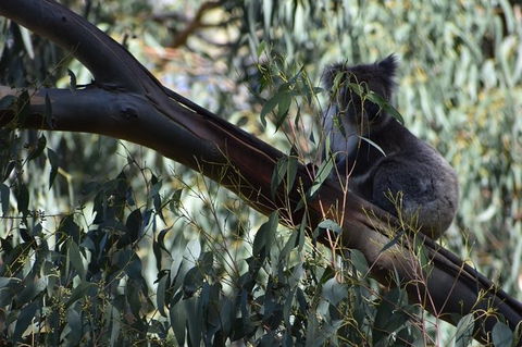 Great Ocean Road Tour Plus Koalas, Forest Walk And Morning Tea. - New Castle Holiday 2
