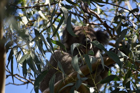 Great Ocean Road Tour Plus Koalas, Forest Walk And Morning Tea. - New Castle Holiday 6
