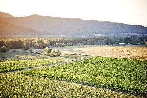 Feathertop Winery: Pedal And Picnic In The Vines - New Castle Holiday 1