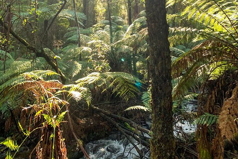 Hiking Tour To Aqueduct And Warburton Valley Lookout - New Castle Holiday 3