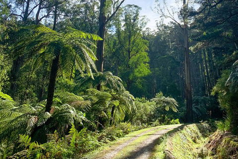 Hiking Tour To Aqueduct And Warburton Valley Lookout - New Castle Holiday 1