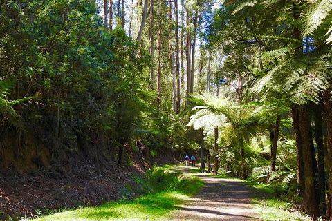 Half-Day Biking Activity From Aqueduct To California Redwoods - New Castle Holiday 2