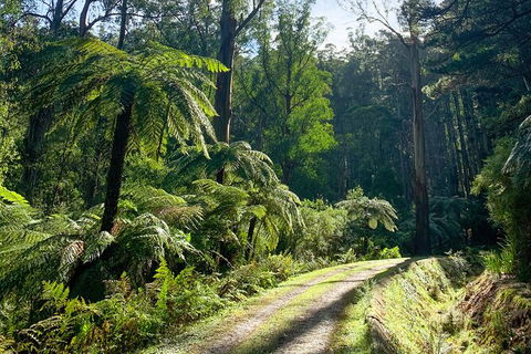 Half-Day Biking Activity From Aqueduct To California Redwoods - New Castle Holiday 1
