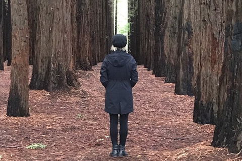 Half-Day Biking Activity From Aqueduct To California Redwoods - New Castle Holiday 0