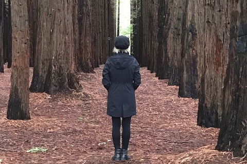 Private Aqueduct To California Redwoods Hiking Tour - New Castle Holiday 1
