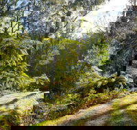 Private Aqueduct to California Redwoods Hiking Tour - New Castle Holiday
