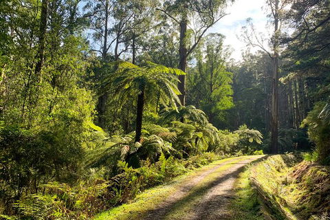 Private Aqueduct To California Redwoods Hiking Tour - New Castle Holiday 0