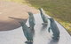 Phillip Island Penguin And Wildlife Tour - thumb 14