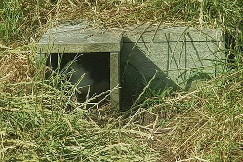 Phillip Island Penguin And Wildlife Tour - New Castle Holiday 11