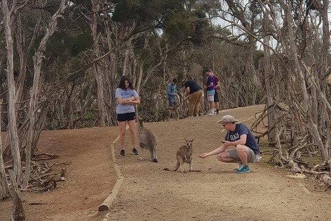 Phillip Island Penguin And Wildlife Tour - New Castle Holiday 34