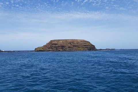 Phillip Island Penguin And Wildlife Tour - New Castle Holiday 17
