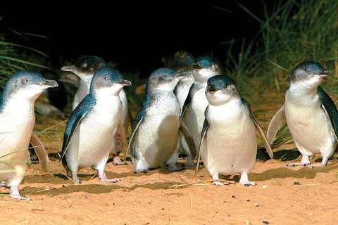 Phillip Island Penguin And Wildlife Tour - New Castle Holiday 0