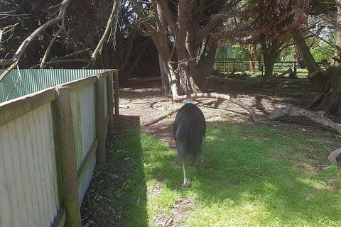 Phillip Island Penguin And Wildlife Tour - New Castle Holiday 5