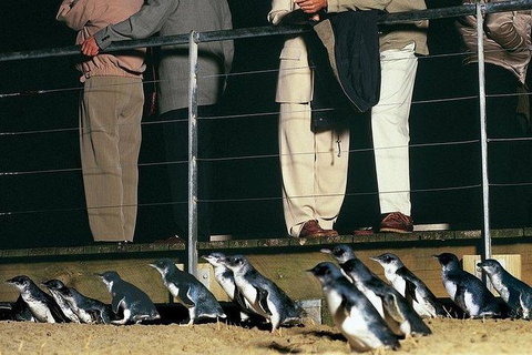 Phillip Island Penguin And Wildlife Tour - New Castle Holiday 20