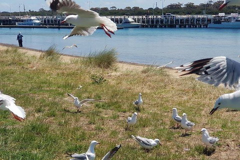 Phillip Island Penguin And Wildlife Tour - New Castle Holiday 1