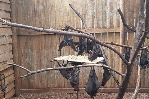 Phillip Island Penguin And Wildlife Tour - New Castle Holiday 31