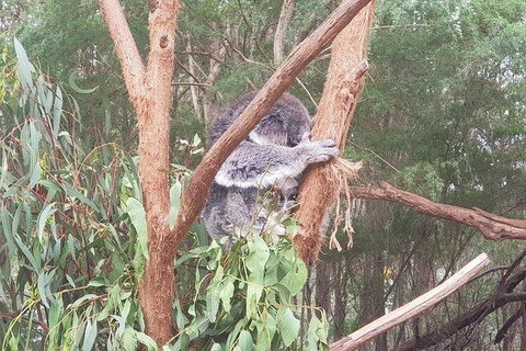Phillip Island Penguin And Wildlife Tour - New Castle Holiday 16