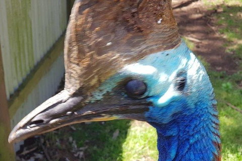 Phillip Island Penguin And Wildlife Tour - New Castle Holiday 19