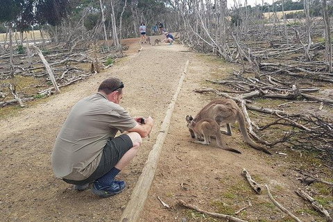 Phillip Island Penguin And Wildlife Tour - New Castle Holiday 30