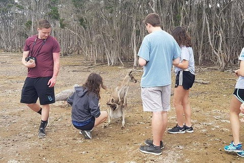 Phillip Island Penguin And Wildlife Tour - New Castle Holiday 3