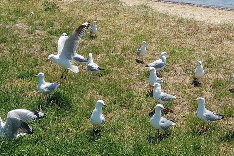 Phillip Island Penguin And Wildlife Tour - New Castle Holiday 9