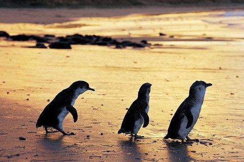 Phillip Island Penguin And Wildlife Tour - New Castle Holiday 13