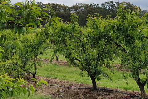 Yarra Valley Wineries And Rayners Orchard Tour From Melbourne - New Castle Holiday 27