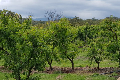 Yarra Valley Wineries And Rayners Orchard Tour From Melbourne - New Castle Holiday 16