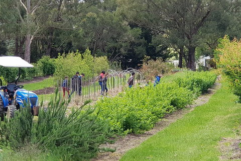 Yarra Valley Wineries And Rayners Orchard Tour From Melbourne - New Castle Holiday 3