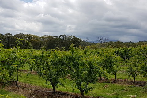 Yarra Valley Wineries And Rayners Orchard Tour From Melbourne - New Castle Holiday 18